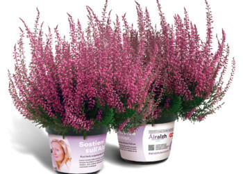 21 SETTEMBRE :GIORNATA MONDIALE DELL’ALZHEIMER 