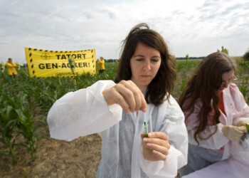 GREENPEACE: “NUOVI” OGM, SVILUPPATO PRIMO TEST OPEN SOURCE DI RILEVAMENTO DI UNA COLTURA OGM OTTENUTA TRAMITE EDITING GENETICO