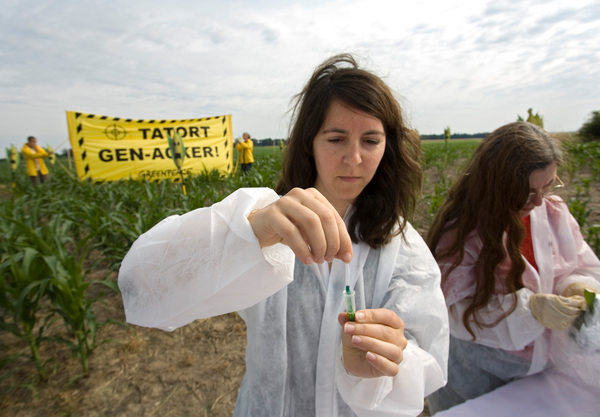 GREENPEACE: “NUOVI” OGM, SVILUPPATO PRIMO TEST OPEN SOURCE DI RILEVAMENTO DI UNA COLTURA OGM OTTENUTA TRAMITE EDITING GENETICO