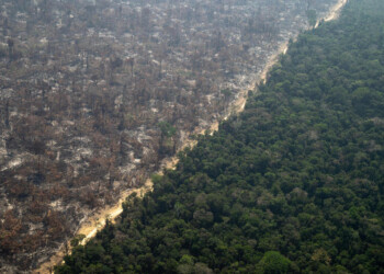 GREENPEACE: NUOVI DATI SU INCENDI IN AMAZZONIA, 8 MILA NELLO STATO DI AMAZONAS, MAI COSÌ TANTI