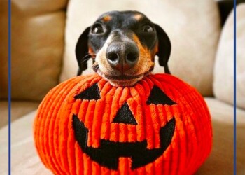 Halloween a 4 zampe: festeggiare senza stress per il cane