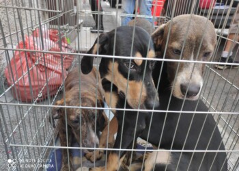 APPELLO DELL’OIPA DI BOLOGNA: «REGALATE UNA VITA FELICE AGLI ANIMALI SUPERSTITI PORTATI VIA DALL’ORRORE IN VALSAMOGGIA»