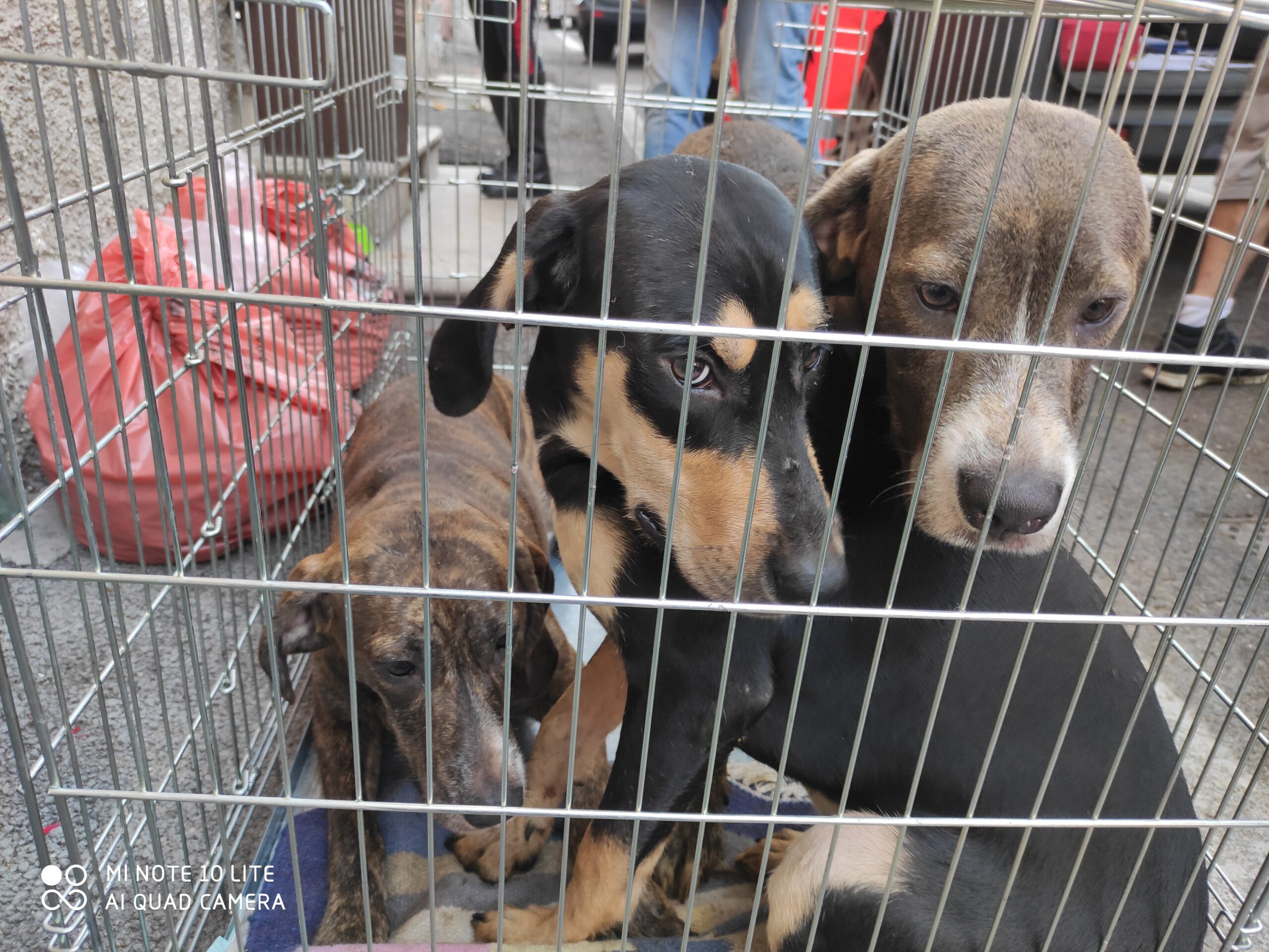 APPELLO DELL’OIPA DI BOLOGNA: «REGALATE UNA VITA FELICE AGLI ANIMALI SUPERSTITI PORTATI VIA DALL’ORRORE IN VALSAMOGGIA»