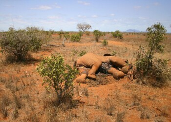 Centinaia di elefanti muoiono improvvisamente, trovata la misteriosa causa