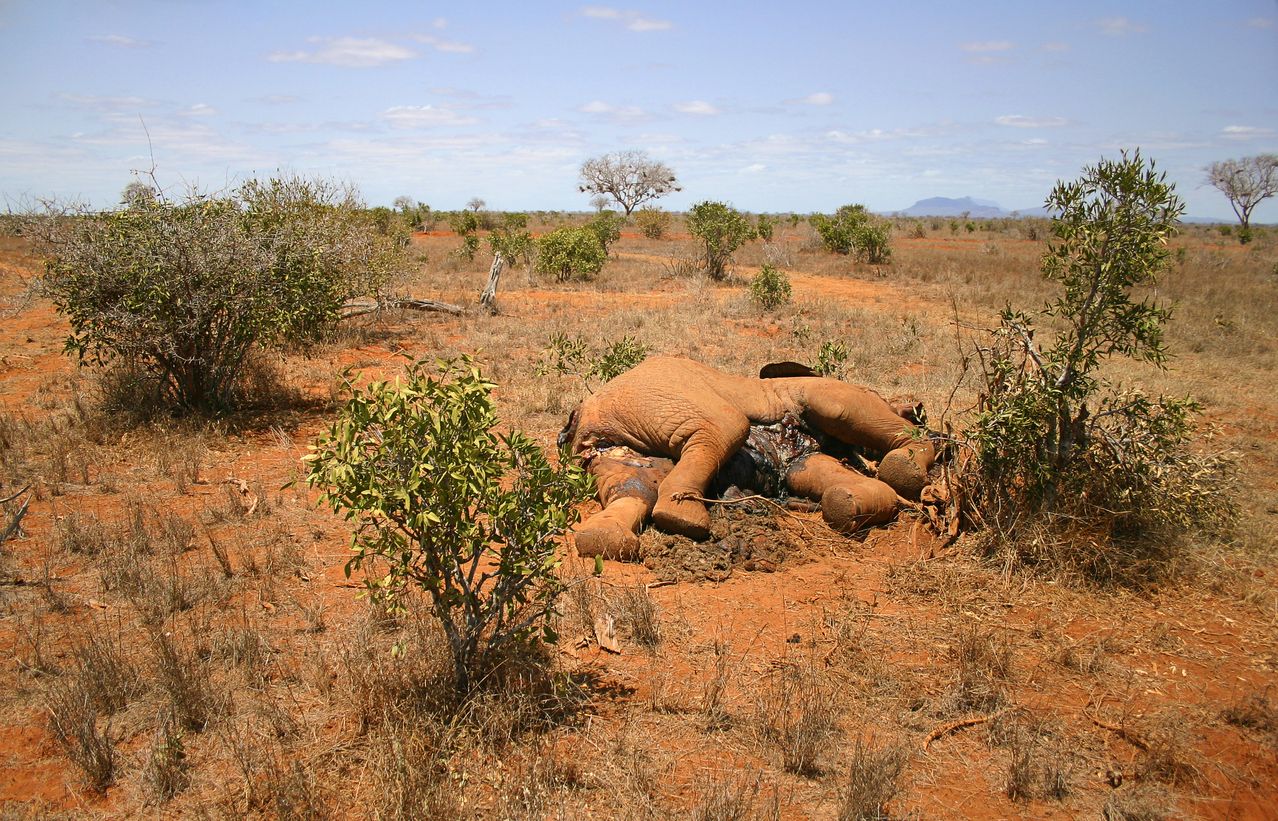 elefante morto