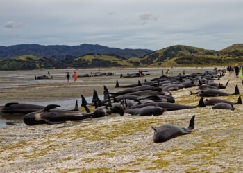 Disastro in Australia, muoiono centinaia di balene. Video impressionante