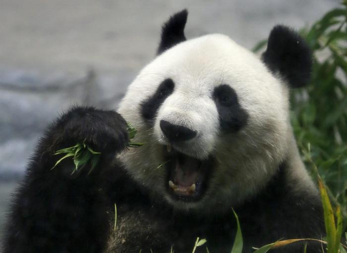 Giappone: il panda più anziano al mondo compie 28 anni