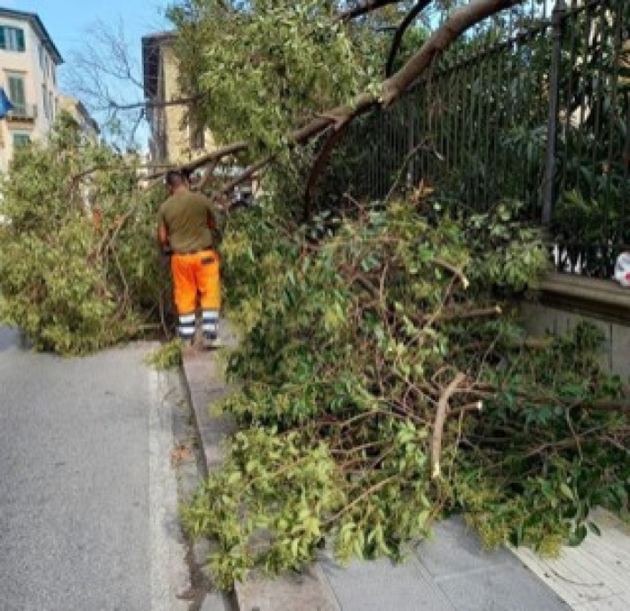 Maltempo: cade albero in liceo a Livorno