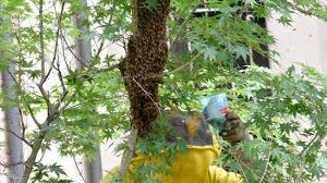 Moria Api: Procura Udine chiede archiviazione