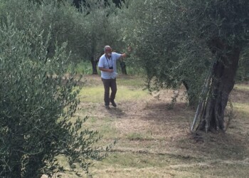 Coldiretti Marche e Aprol, olio in ripresa: raddoppia la produzione