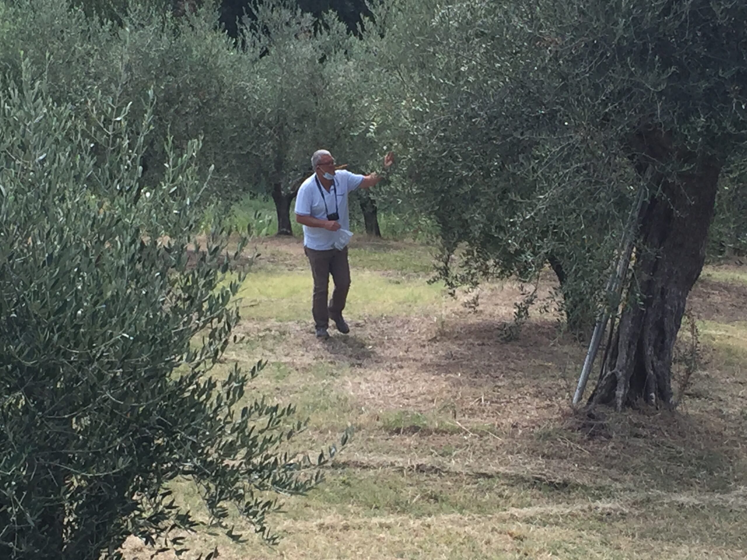 Coldiretti Marche e Aprol, olio in ripresa: raddoppia la produzione