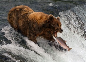 Salmone conteso tra orso e pescatore: come va a finire? Video
