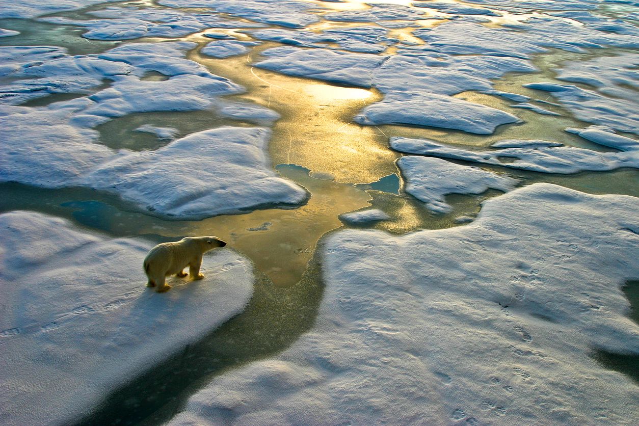 orso polare su ghiaccio in via di scioglimento