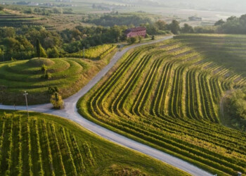 AUTUNNO ‘CALDO’ PER I VINI DEL FRIULI VENEZIA GIULIA PRONTI A RIPARTIRE NEL SEGNO DELLA PROMOZIONE