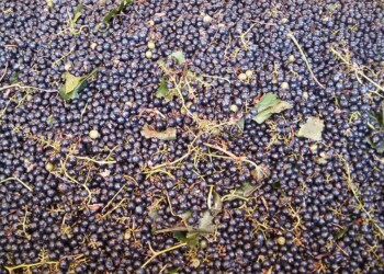 Puglia verso gli 8milioni e mezzo di ettolitri di vino nel 2020