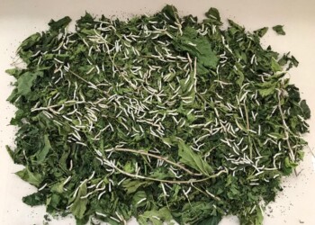 Progetto SILK: il ritorno del baco da seta in Friuli Venezia Giulia