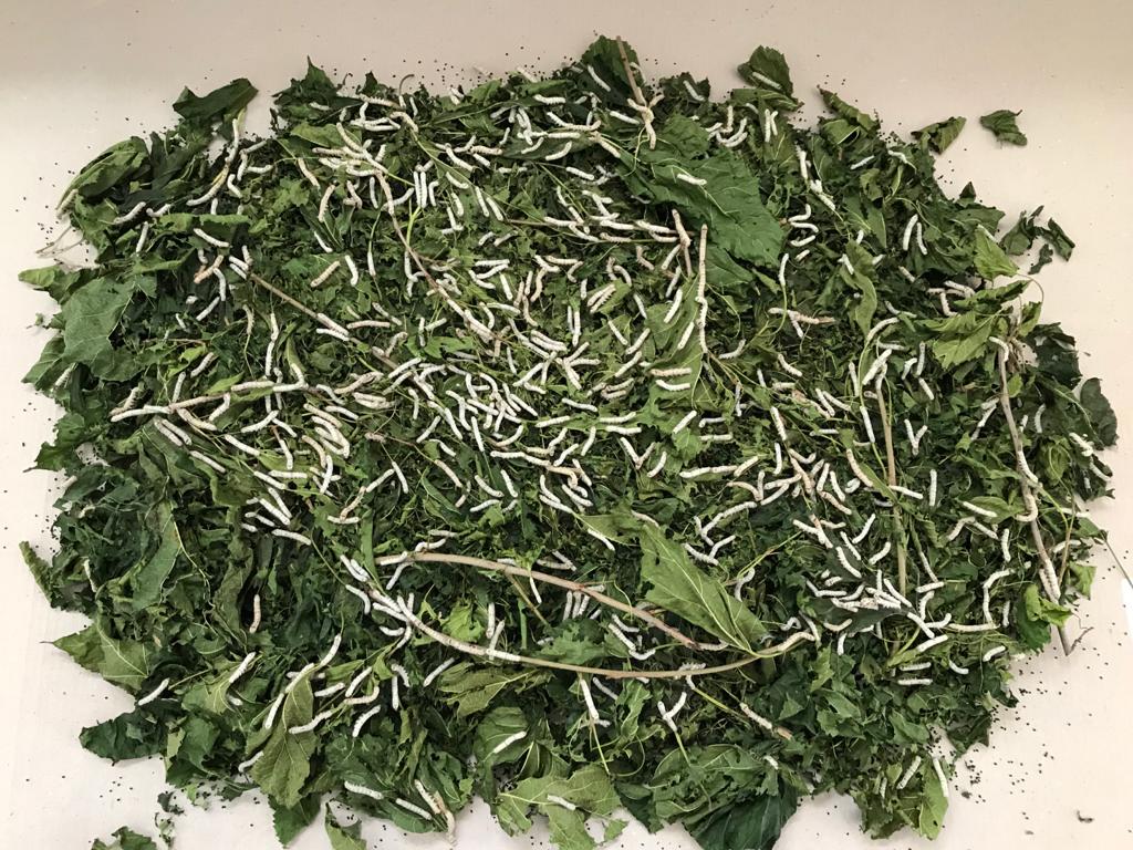 Progetto SILK: il ritorno del baco da seta in Friuli Venezia Giulia