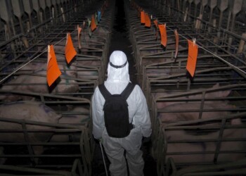 ALLEVAMENTI ITALIANI INSOSTENIBILI, LO SVELA STUDIO TEAM DI RICERCA UNIVERSITÀ DELLA TUSCIA SUL BILANCIO ECOLOGICO DEL SETTORE. GREENPEACE: LA PAC NE TENGA CONTO