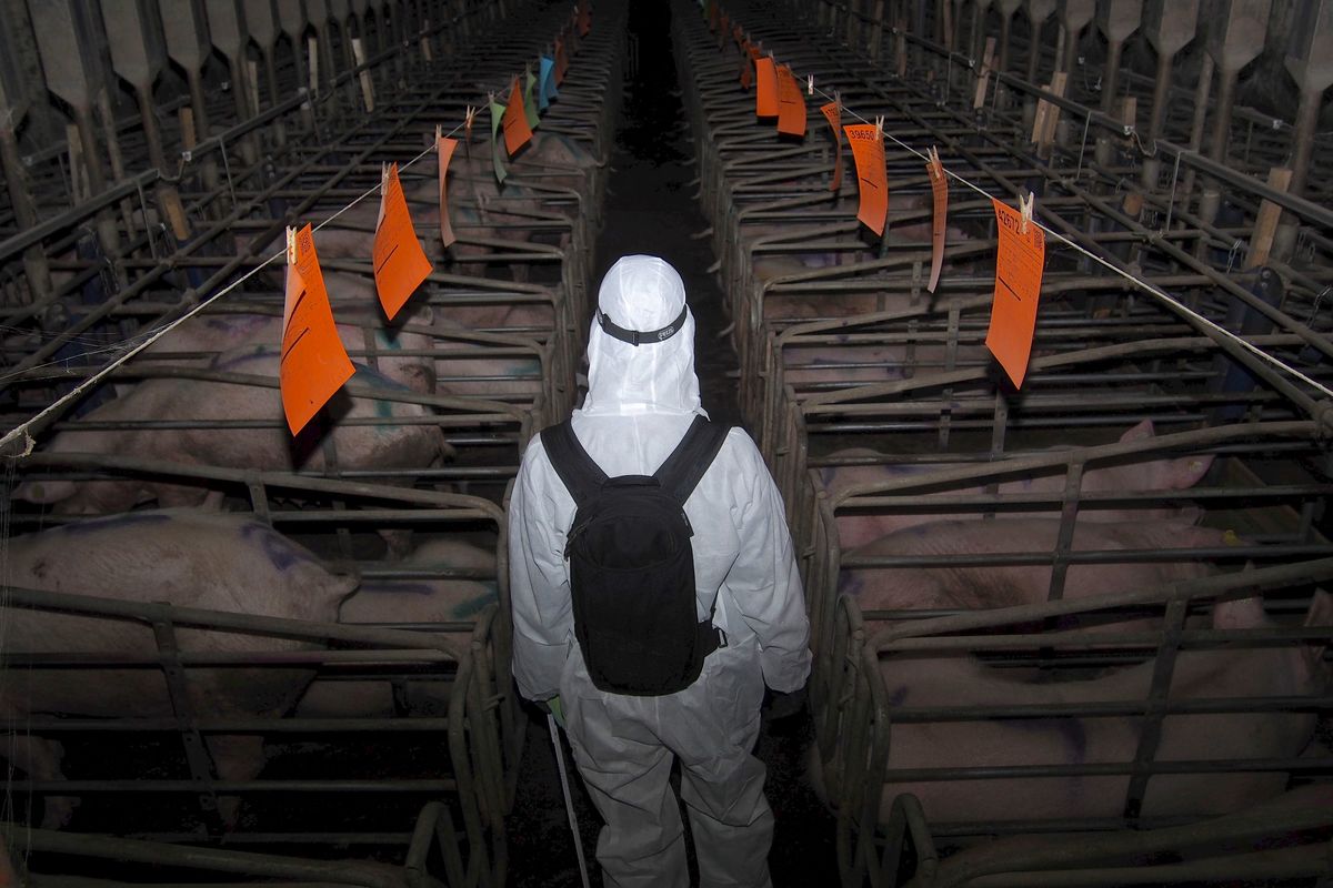 ALLEVAMENTI ITALIANI INSOSTENIBILI, LO SVELA STUDIO TEAM DI RICERCA UNIVERSITÀ DELLA TUSCIA SUL BILANCIO ECOLOGICO DEL SETTORE. GREENPEACE: LA PAC NE TENGA CONTO