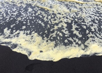 RUSSIA, ATTIVISTI DI GREENPEACE TESTIMONI DI UN DISASTRO AMBIENTALE IN CORSO IN KAMCHATKA