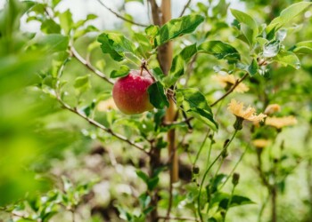 Mela Val Venosta – coltivata al 100% Senza Diserbanti