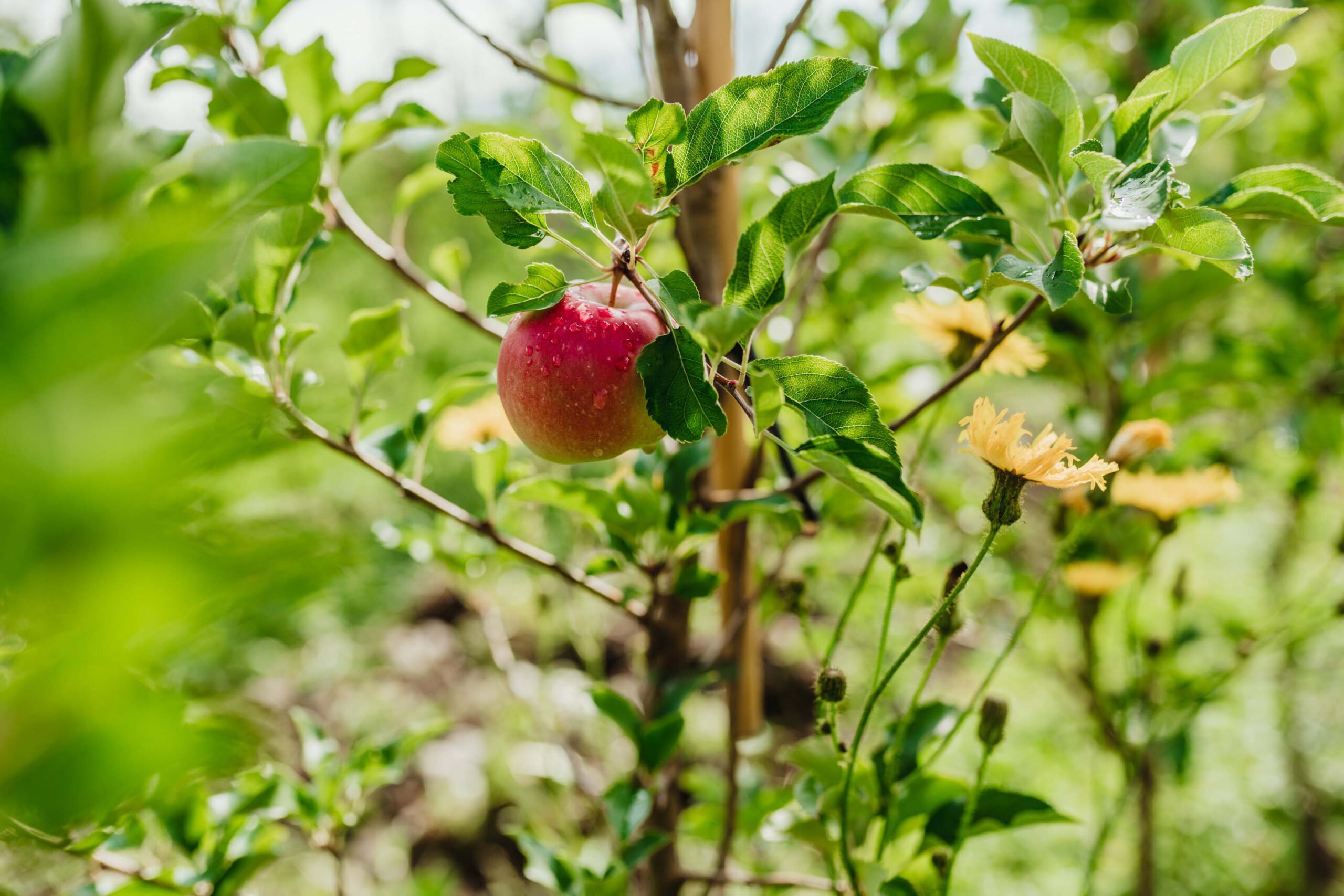 Mela Val Venosta – coltivata al 100% Senza Diserbanti