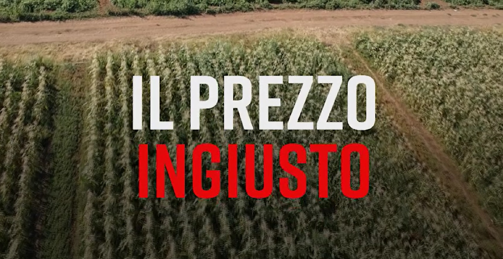 PRESADIRETTA Rai3: “IL PREZZO INGIUSTO” un viaggio nell’entroterra della Toscana, un racconto drammatico sulla crisi del settore dei fiori e dei vini più famosi del mondo