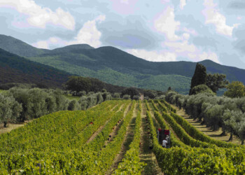 VINO: ORNELLAIA, ‘2020, ANNATA FUORI DAL COMUNE’