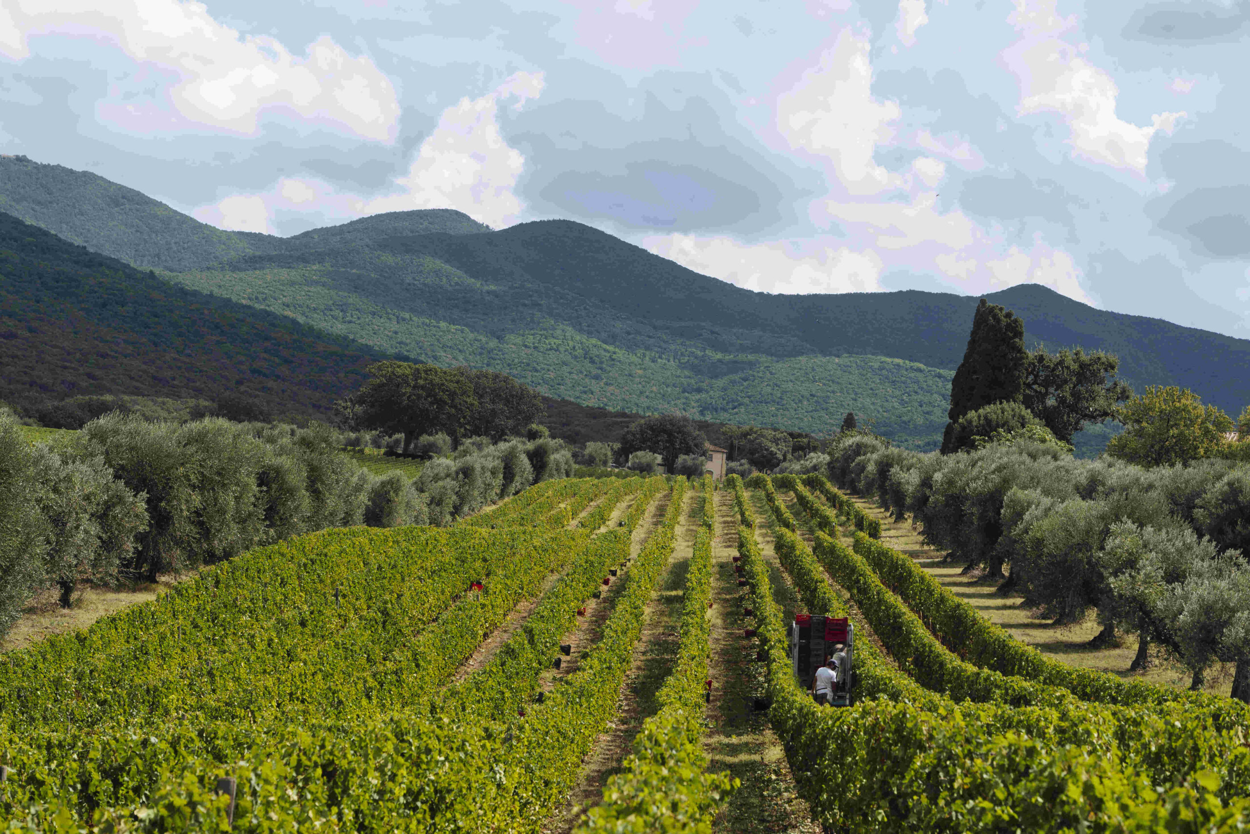 VINO: ORNELLAIA, ‘2020, ANNATA FUORI DAL COMUNE’