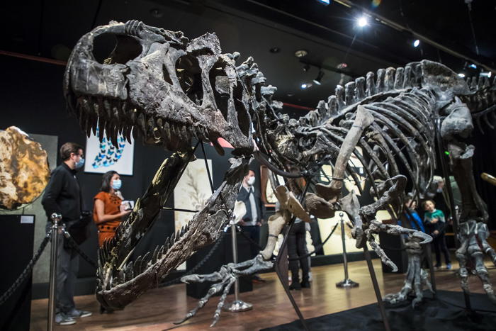 Aste: Parigi, scheletro di dinosauro venduto per oltre 3 mln