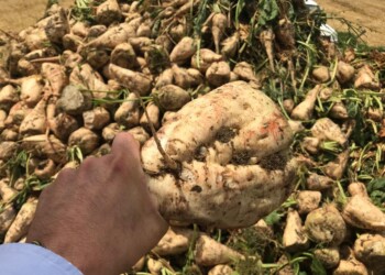 Coldiretti, le Marche subito nel distretto dello zucchero italiano: rafforzare la filiera per il 2021