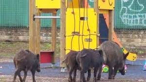 UCCISIONE DELLA FAMIGLIA DI CINGHIALI A ROMA. L’OIPA PRESENTA UN ESPOSTO ALLA PROCURA DELLA REPUBBLICA