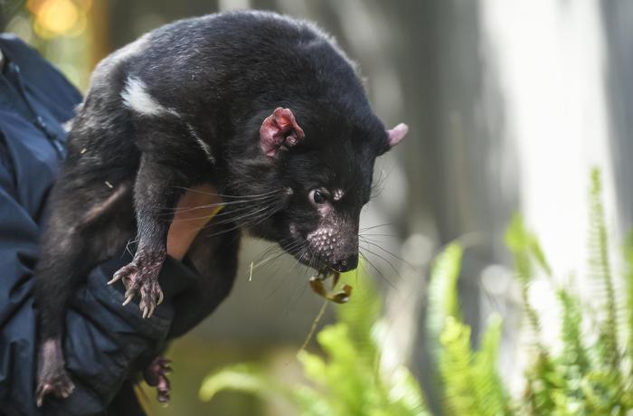 Diavoli della Tasmania tornano in Australia dopo 3.000 anni
