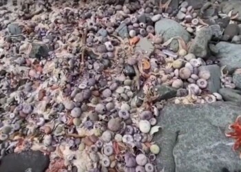 Disastro ambientale in Kamchatka, Greenpeace denuncia la strage di animali marini. Video