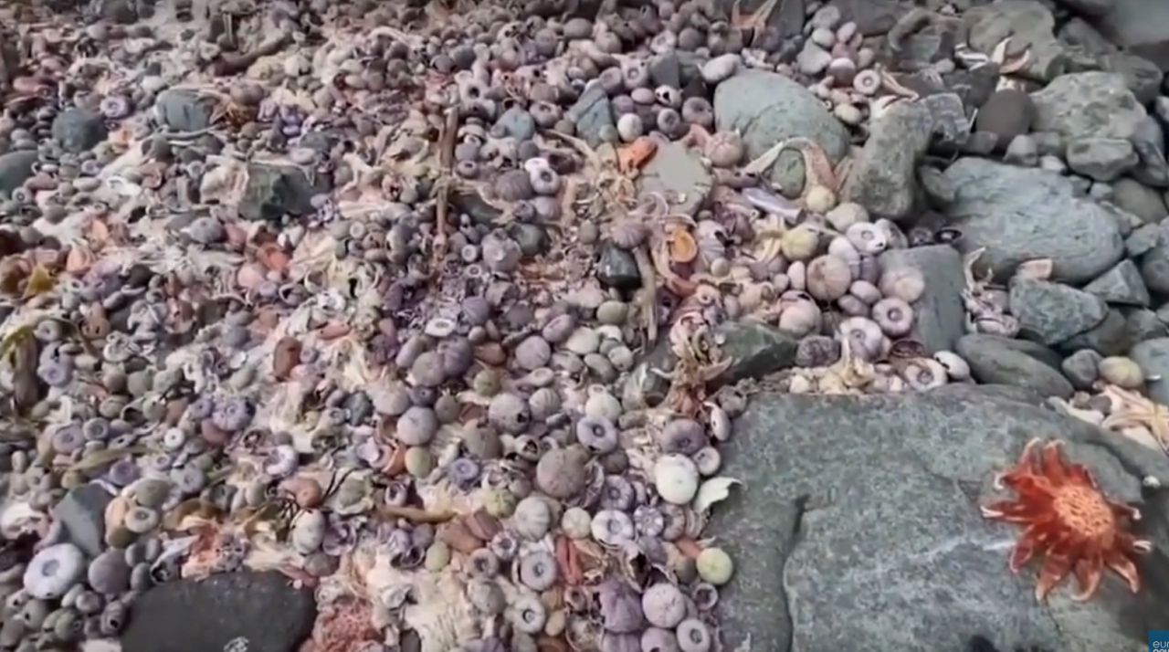 Disastro ambientale in Kamchatka, Greenpeace denuncia la strage di animali marini. Video