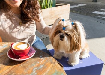 Barkyn, la prima azienda in Italia a offrire un congedo parentale retribuito ai dipendenti che accolgono un animale domestico