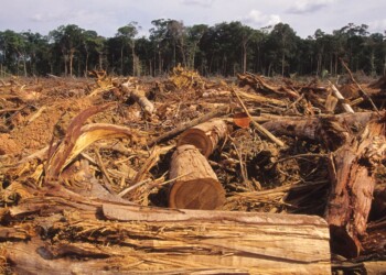 Foresta amazzonica a rischio scomparsa, il 40% è sull’orlo del collasso
