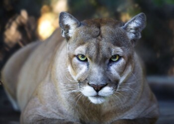 Inseguito da un puma, ecco come va a finire, video thriller