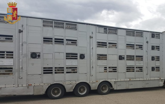 Oltre 500 capre stipate su tir, sequestrati mezzo e animali