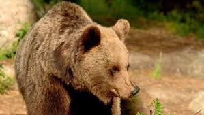 MORTE DELL’ORSA KJ2. ENPA E OIPA AMMESSE COME PARTE CIVILE NEL PROCESSO. «NECESSARIA GESTIONE PIÙ  ILLUMINATA DEL LIFE URSUS»