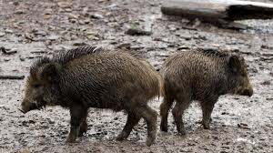 Peste suina africana, le Regioni chiedono un immediato confronto con la ministra Bellanova per misure urgenti di contenimento dei cinghiali. Carloni: “Subito un piano strategico nazionale a gestione regionale”