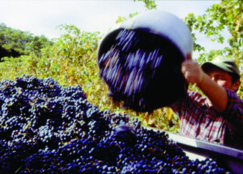 Fedagripesca Fvg: bene ampliamento sgravi contributivi anche alle cooperative vitivinicole e cerealicole