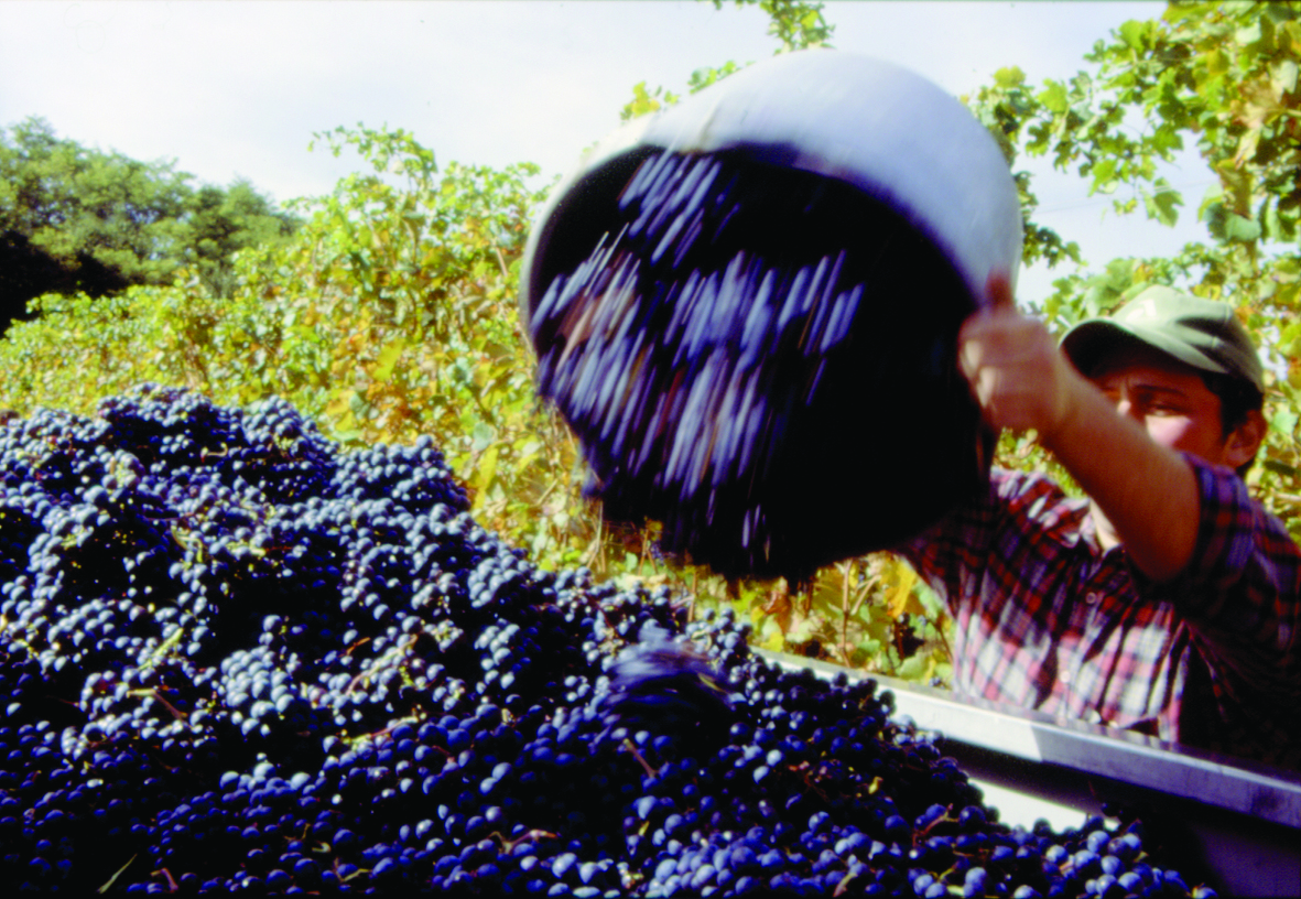 Fedagripesca Fvg: bene ampliamento sgravi contributivi anche alle cooperative vitivinicole e cerealicole