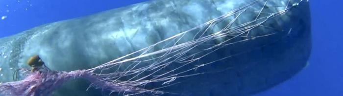 Ricompare alle Eolie capodoglio Furia, ma ancora impigliato