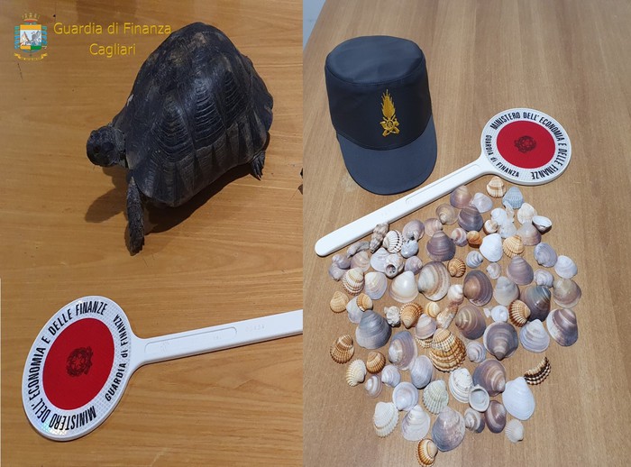 Sabbia e una tartaruga in valigia,turisti multati a Cagliari