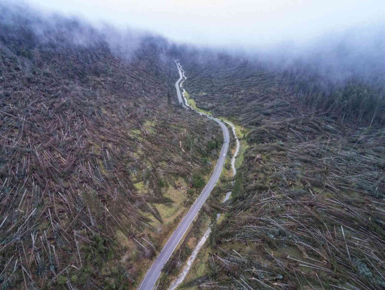 Un'immagine delle foreste distrutte