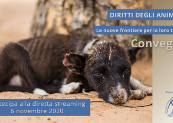 Maltrattamenti e diritti animali