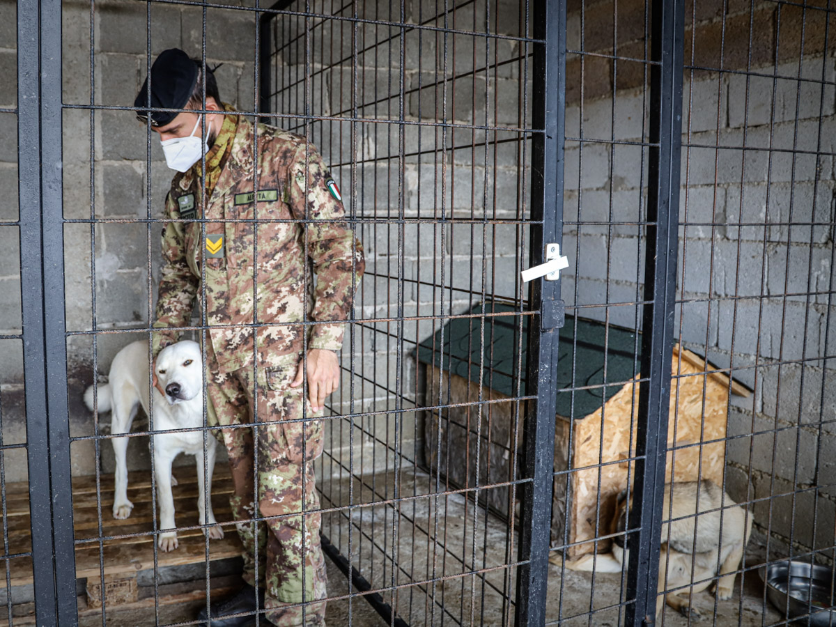ANIMALI. I MILITARI ITALIANI A DIFESA DEI RANDAGI DEL KOSOVO