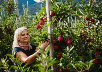 Dalla produzione biologica venostana nasce una mela in armonia con la  natura “GALA BIO VAL VENOSTA”