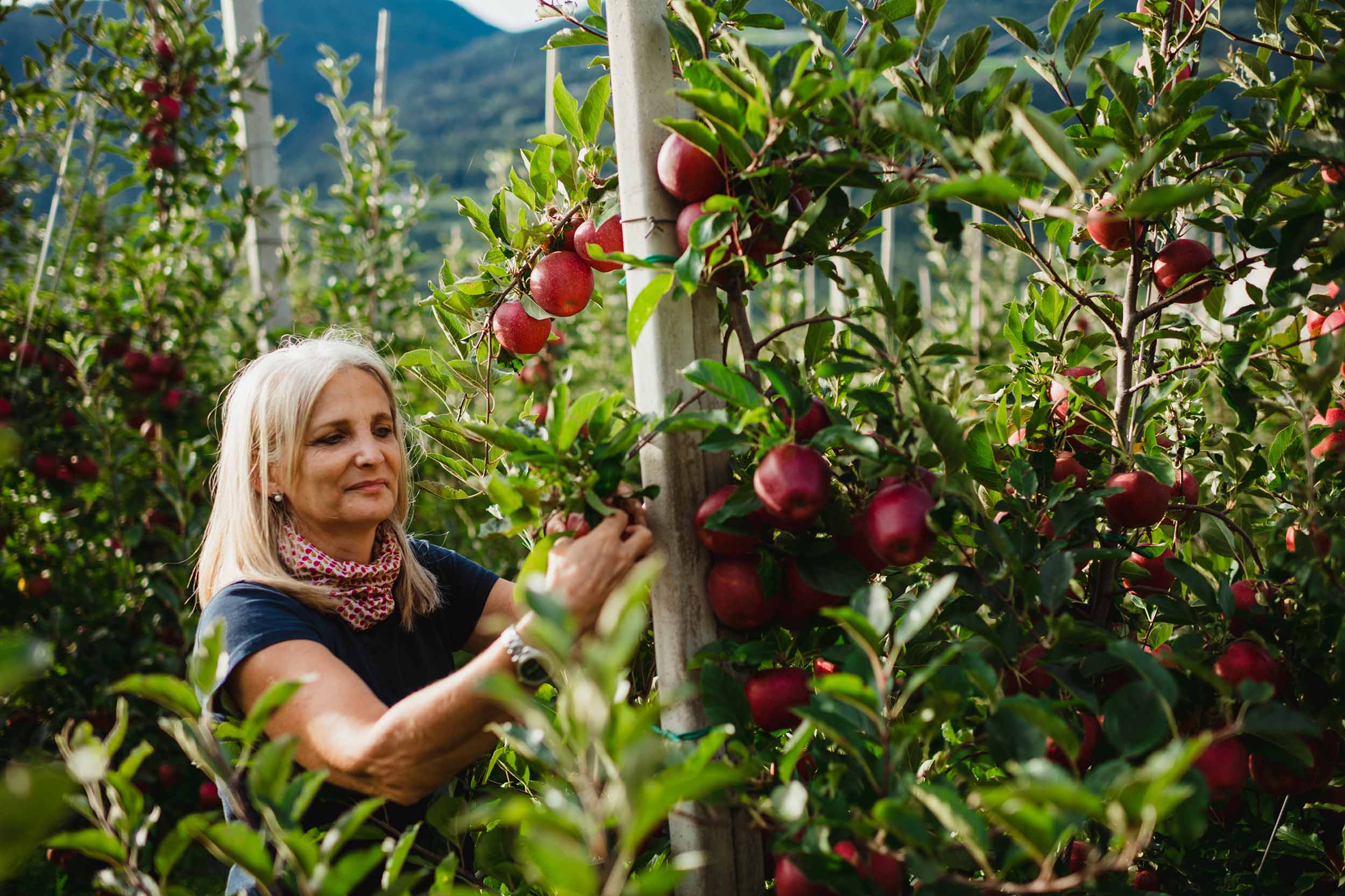 Dalla produzione biologica venostana nasce una mela in armonia con la  natura “GALA BIO VAL VENOSTA”